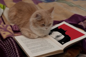 reading-cat-3